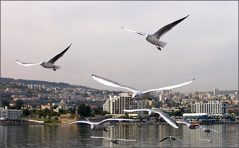 photo "Gulls of New Year." tags: nature, travel, 