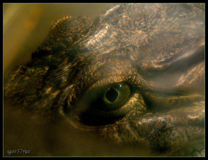 photo ""The sight - 7... (Crocodile Nilsky)" tags: nature, wild animals