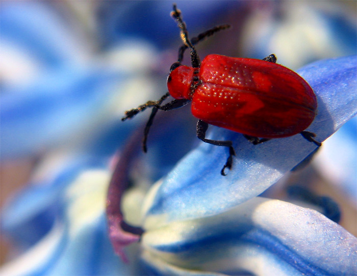 photo "blue and red" tags: macro and close-up, nature, insect