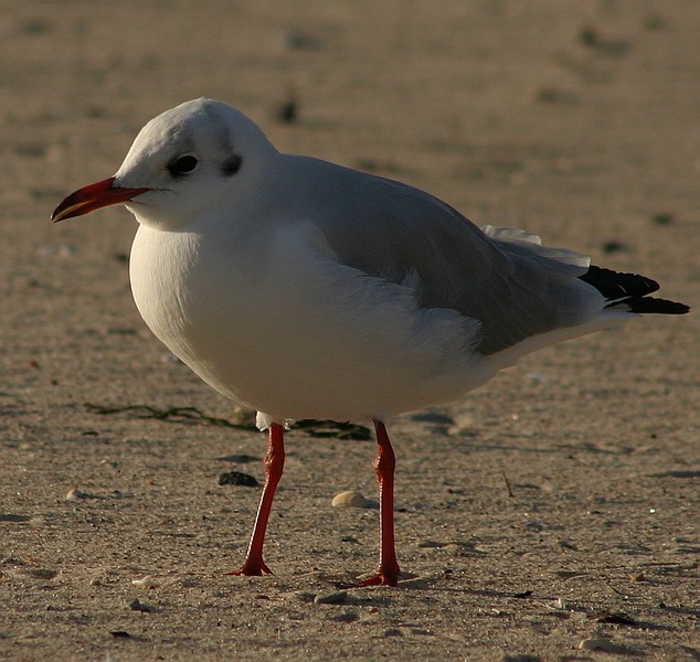 photo "Small Seagull" tags: nature, wild animals