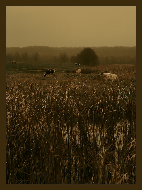photo "Late autumn in b/w color" tags: landscape, nature, autumn, pets/farm animals