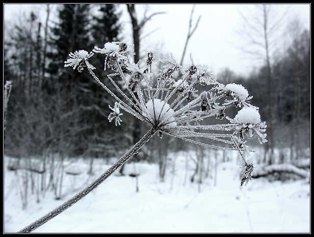 photo "***" tags: nature, black&white, 