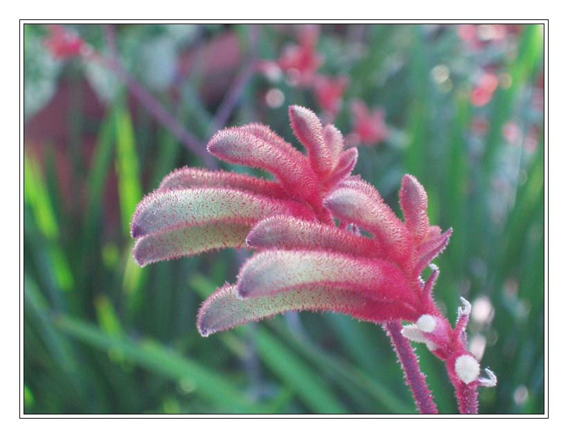 photo "Mystery Hydra" tags: nature, macro and close-up, flowers