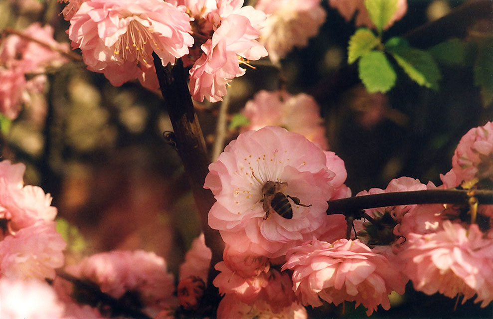 photo "Very Pink Taste" tags: nature, flowers