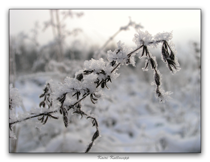 photo "Frost" tags: landscape, macro and close-up, winter