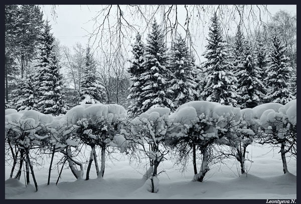 photo "Snow" tags: landscape, forest, winter