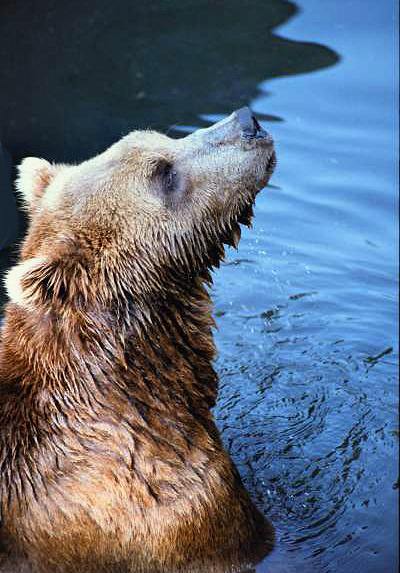 photo "bear" tags: nature, wild animals