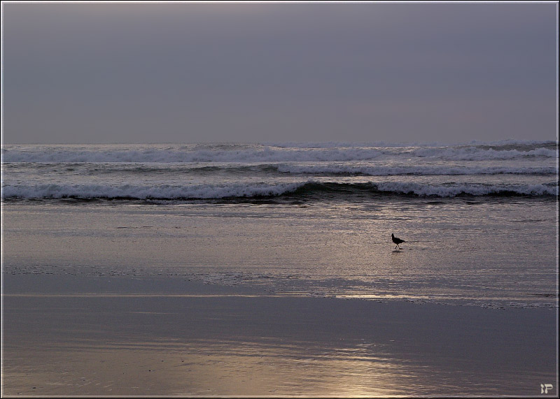 photo "About birds and people - 6. Alone" tags: landscape, nature, water, wild animals