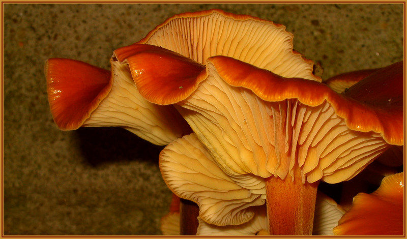 photo "Dance (Cancan)" tags: macro and close-up, nature, 
