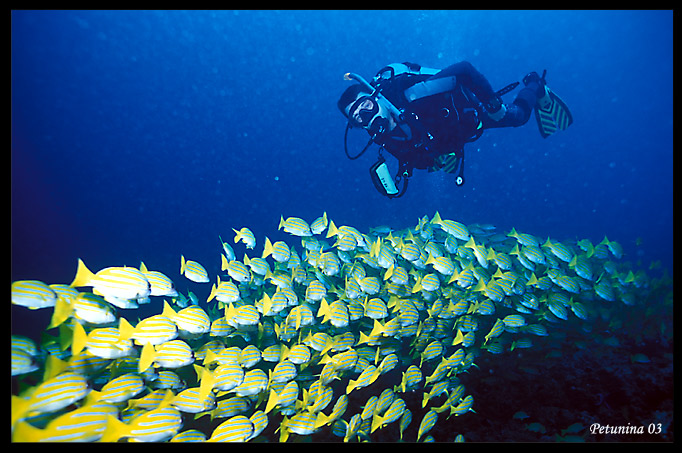 photo "School of goatfish" tags: underwater, 