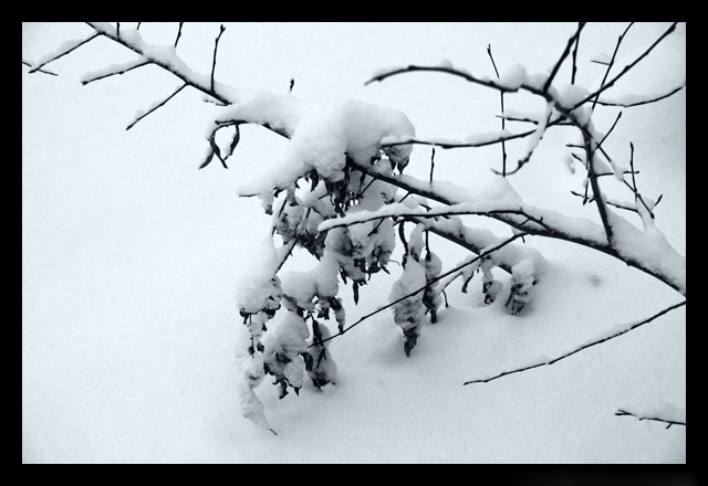 photo "Snow2" tags: landscape, forest, winter