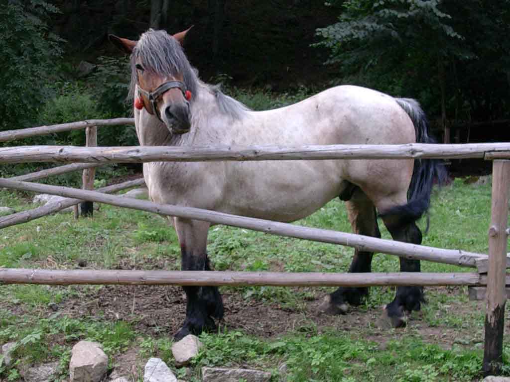 photo "Horse" tags: nature, pets/farm animals, wild animals