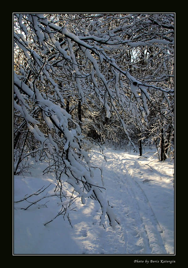 photo "Winter forest-2" tags: landscape, forest, winter
