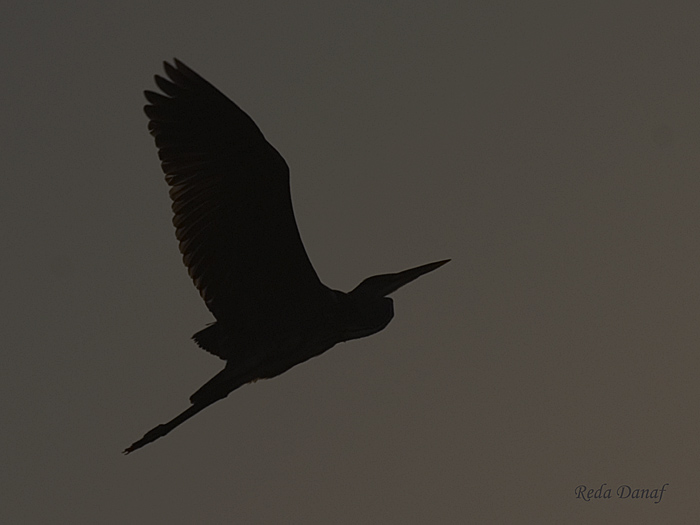 photo "Flying Heron" tags: travel, nature, Africa, wild animals