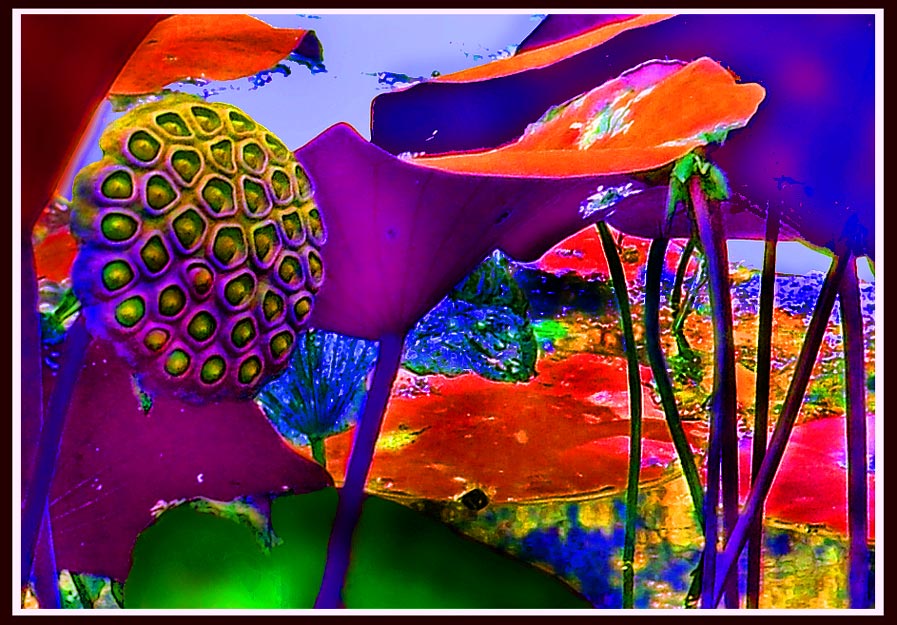 photo "Nature`s Finest Showerhead" tags: nature, abstract, flowers
