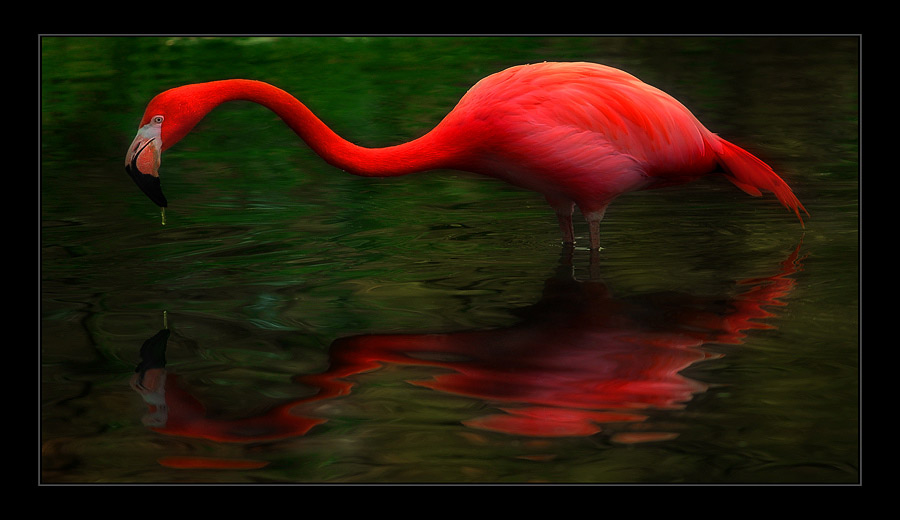 photo "Untitled photo" tags: nature, wild animals