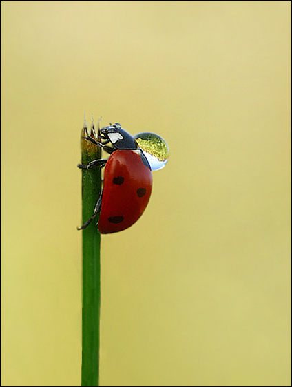 photo "bagagge" tags: macro and close-up, nature, insect