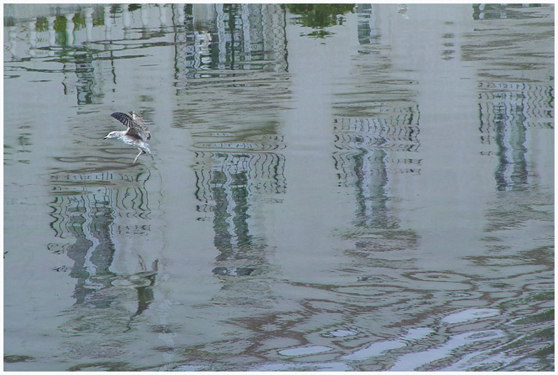 photo "Dancing on reflection" tags: landscape, nature, water, wild animals