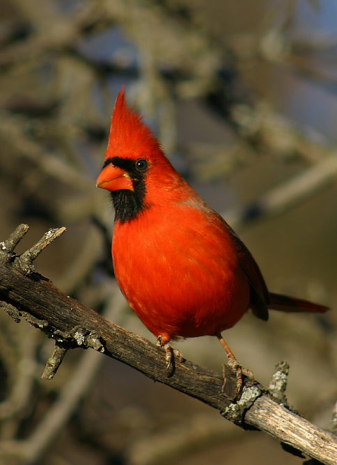 photo "Male Northern Cardinal" tags: nature, wild animals