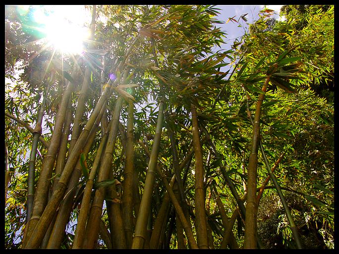 photo "Bamboo" tags: landscape, nature, flowers, forest