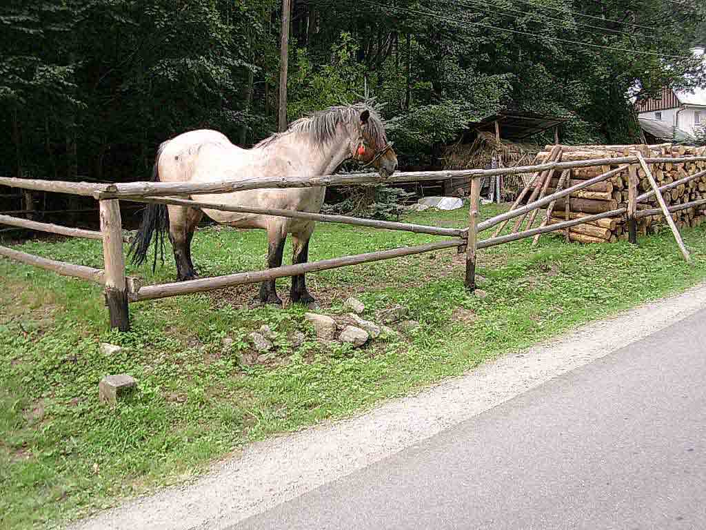 photo "horse" tags: nature, pets/farm animals, wild animals