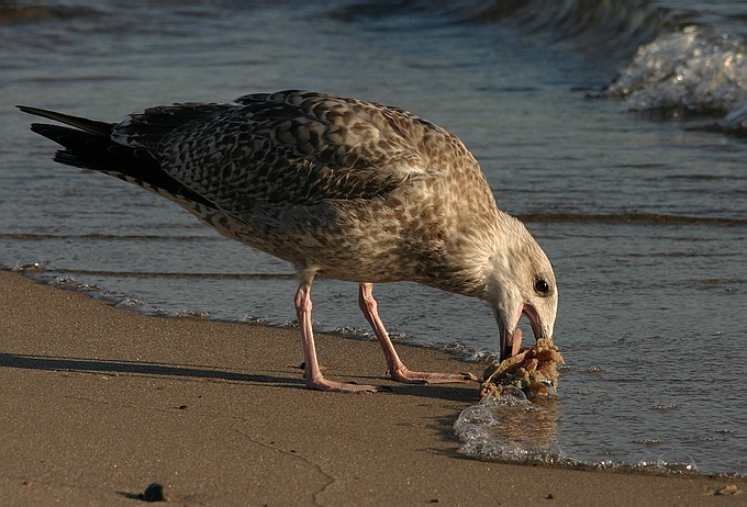 photo "Food again" tags: nature, wild animals