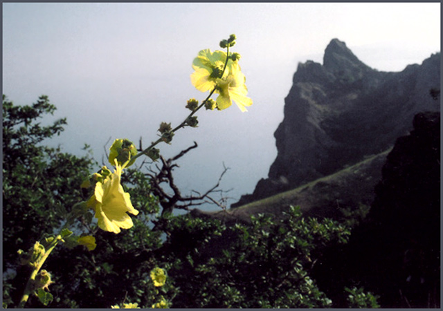 photo "***" tags: nature, landscape, flowers, mountains