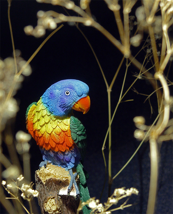 фото "попугай" метки: природа, дикие животные
