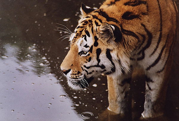photo "siberian (2)" tags: nature, wild animals