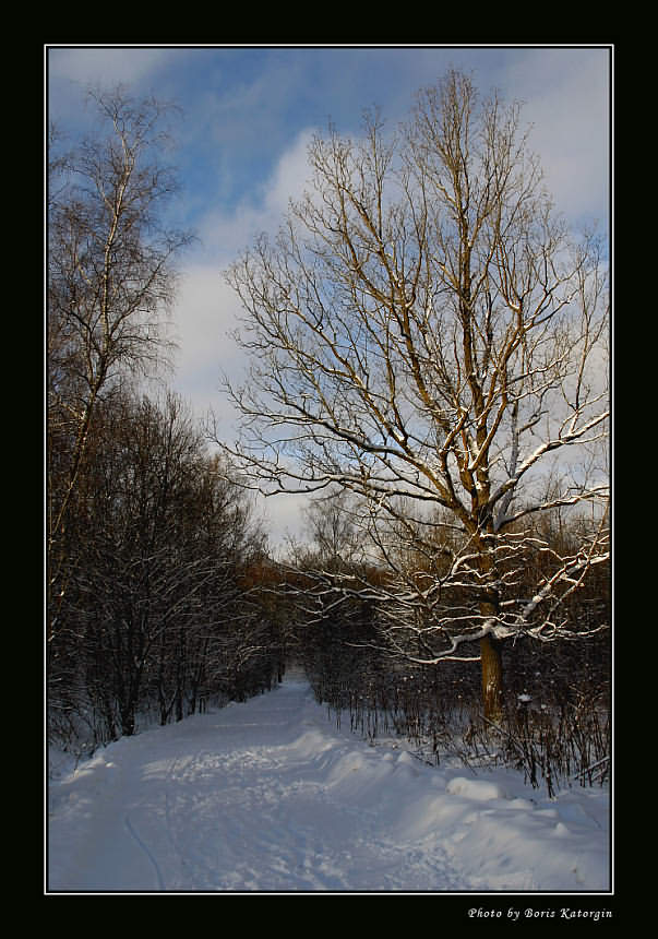 photo "Winter forest-3" tags: landscape, forest, winter