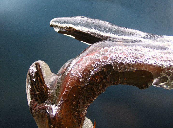 photo "Crashed" tags: macro and close-up, nature, 