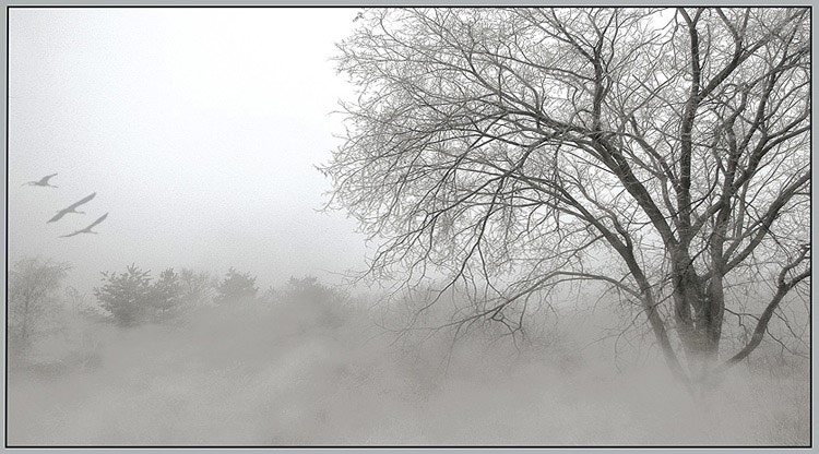 фото "In the morning foggy" метки: пейзаж, природа, зима