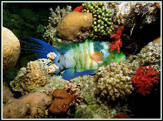 photo "Untitled photo" tags: underwater, 