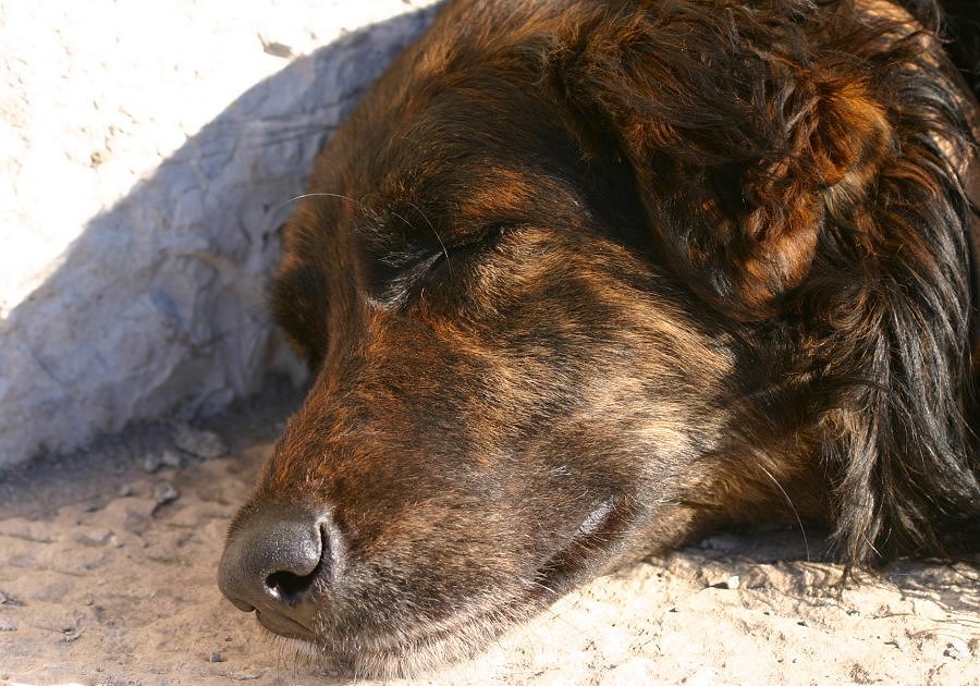 photo "My good friend" tags: nature, pets/farm animals