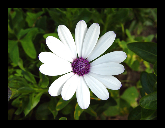 фото "Flower" метки: природа, макро и крупный план, цветы