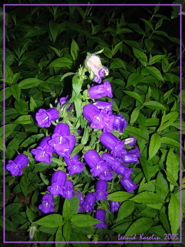 фото "Ночной цветок" метки: разное, природа, цветы