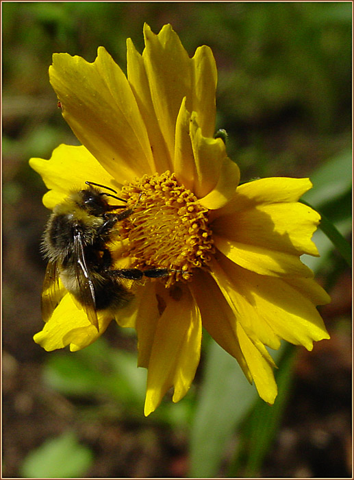 photo "once in salad days" tags: macro and close-up, nature, insect