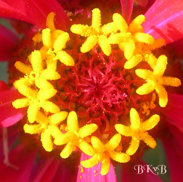 photo "Heart of the matter !" tags: macro and close-up, nature, flowers