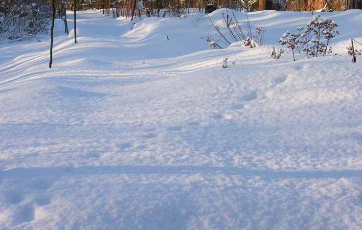 photo "Traces of a unknown animal" tags: misc., nature, 