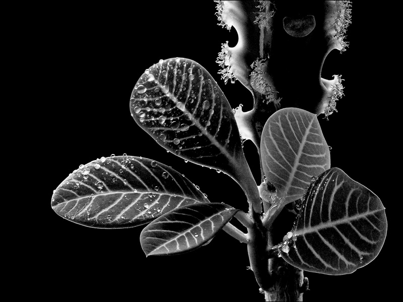 photo "window plants" tags: black&white, nature, flowers
