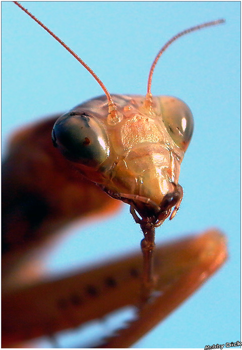 photo "i-ti" tags: nature, insect