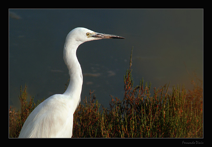 photo "I feel myself white" tags: nature, wild animals