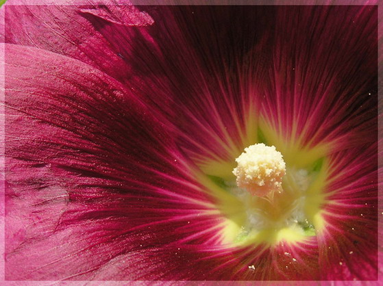 photo "Star" tags: macro and close-up, nature, flowers