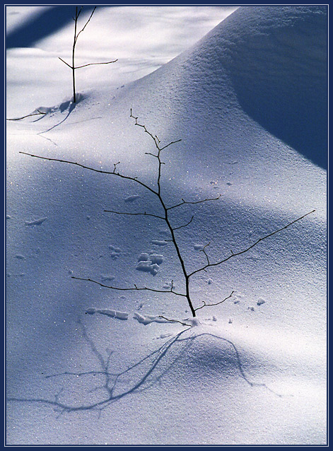 photo "Shadows on the snow (7)" tags: landscape, forest, winter