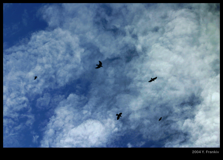 photo "Freedom" tags: landscape, nature, clouds, wild animals