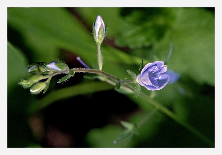 photo "About tenderness ..." tags: nature, macro and close-up, flowers