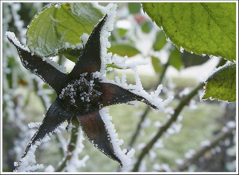photo "The frozen star" tags: nature, macro and close-up, flowers