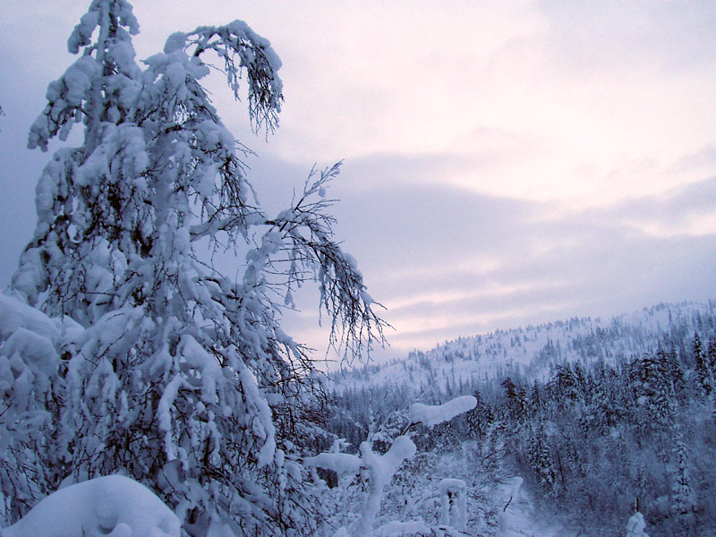photo "Вечер." tags: landscape, forest, winter