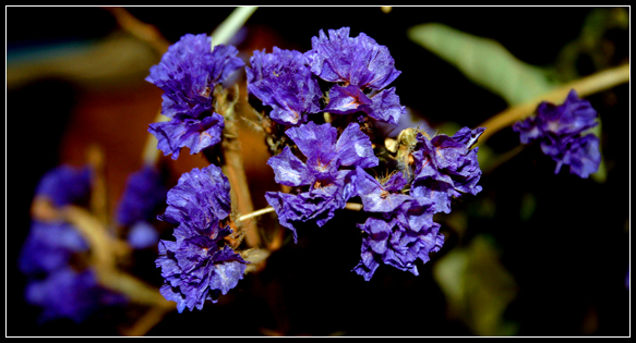 photo "The Blue Ones" tags: nature, macro and close-up, flowers