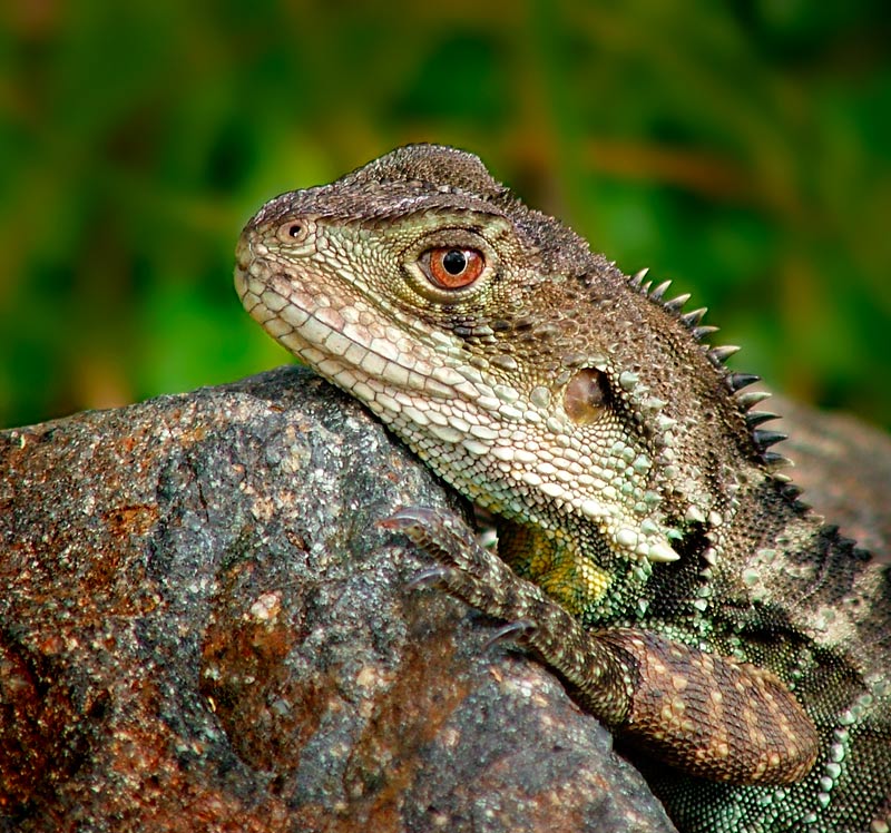 photo "Water Dragon" tags: macro and close-up, nature, wild animals